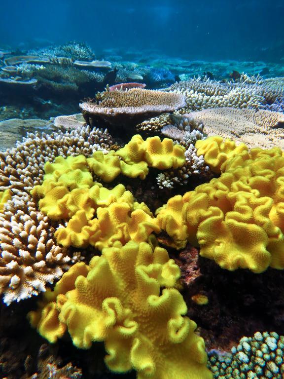 Mai Dive' Astrolabe Reef Resort Naqara Exteriör bild