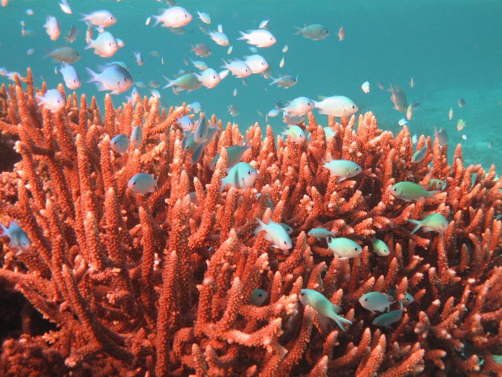 Mai Dive' Astrolabe Reef Resort Naqara Exteriör bild