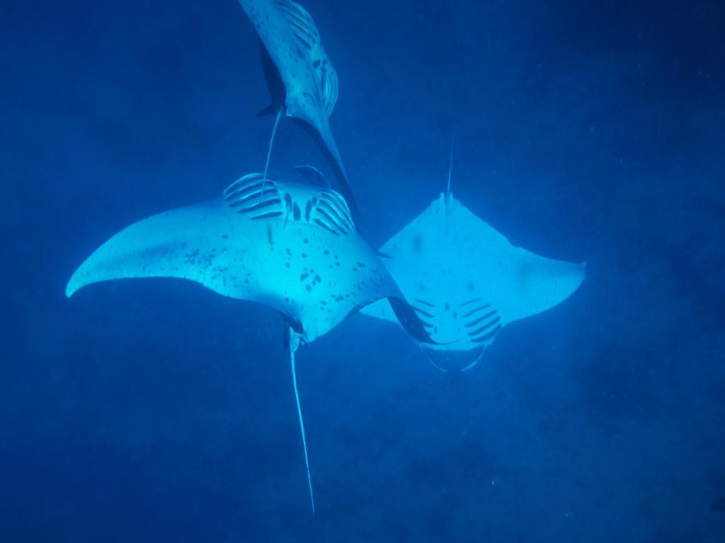 Mai Dive' Astrolabe Reef Resort Naqara Exteriör bild